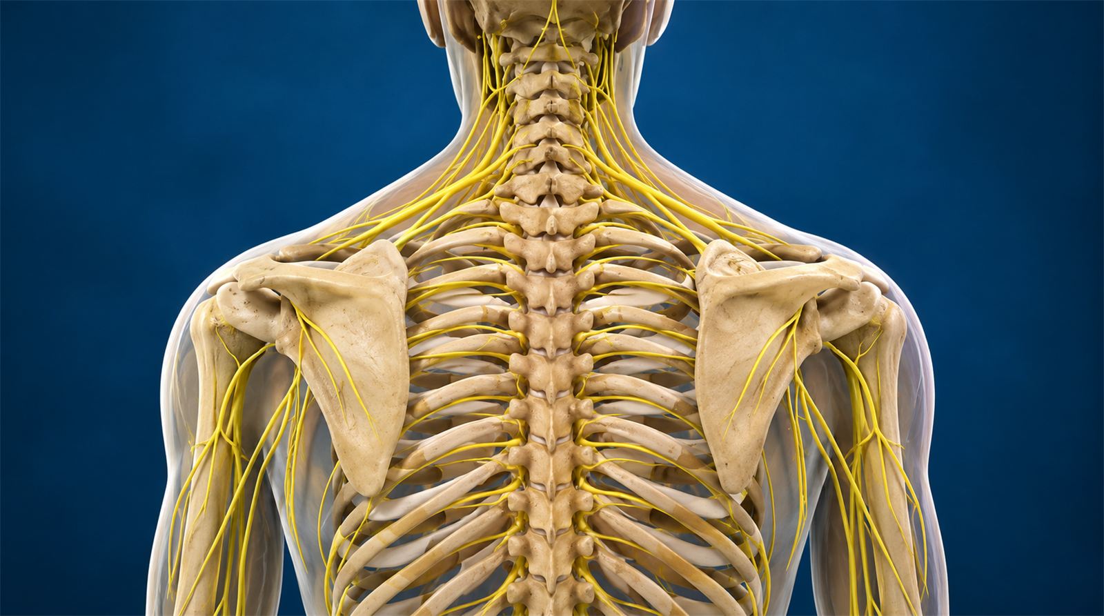 Suprascapular Nerve  Pulsed Radiofrequency and Block